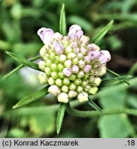 Scabiosa atropurpurea (driakiew purpurowa)