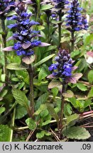 Ajuga reptans (dąbrówka rozłogowa)