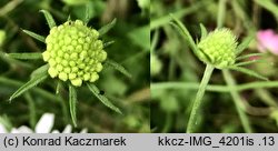 Scabiosa atropurpurea (driakiew purpurowa)