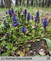 Ajuga reptans (dąbrówka rozłogowa)