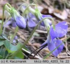 Viola riviniana (fiołek Rivina)
