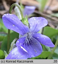 Viola riviniana (fiołek Rivina)