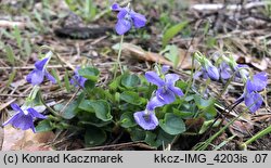 Viola riviniana (fiołek Rivina)