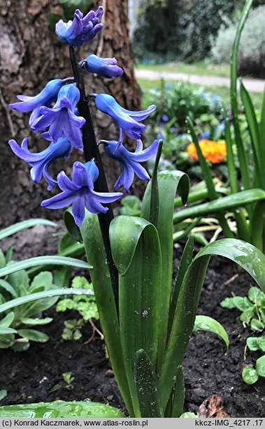 Hyacinthus orientalis (hiacynt wschodni)