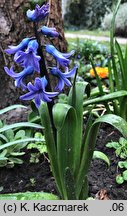 Hyacinthus orientalis (hiacynt wschodni)