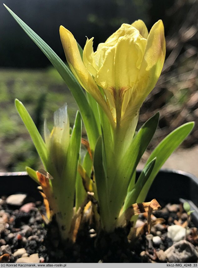 Iris pumila ssp. attica