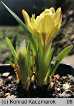 Iris pumila ssp. attica