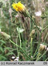 Sonchus arvensis ssp. arvensis (mlecz polny typowy)