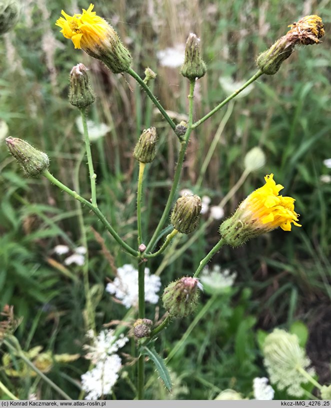 Sonchus arvensis ssp. arvensis (mlecz polny typowy)