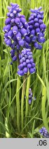 Muscari armeniacum (szafirek armeński)