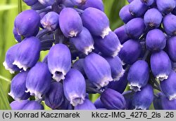 Muscari armeniacum (szafirek armeński)