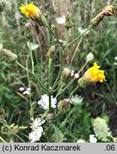 Sonchus arvensis ssp. arvensis (mlecz polny typowy)