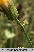 Sonchus arvensis ssp. arvensis (mlecz polny typowy)