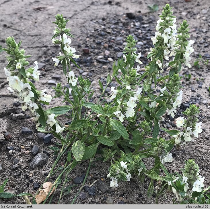 Stachys annua (czyściec roczny)