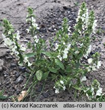 Stachys annua (czyściec roczny)