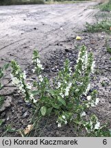 Stachys annua (czyściec roczny)