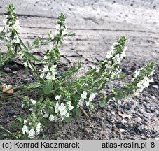 Stachys annua (czyściec roczny)