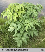 Angelica archangelica ssp. litoralis (dzięgiel litwor nadbrzeżny)