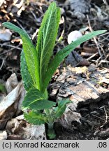 Stachys palustris (czyściec błotny)