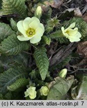 Primula vulgaris (pierwiosnek bezłodygowy)