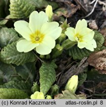 Primula vulgaris (pierwiosnek bezłodygowy)