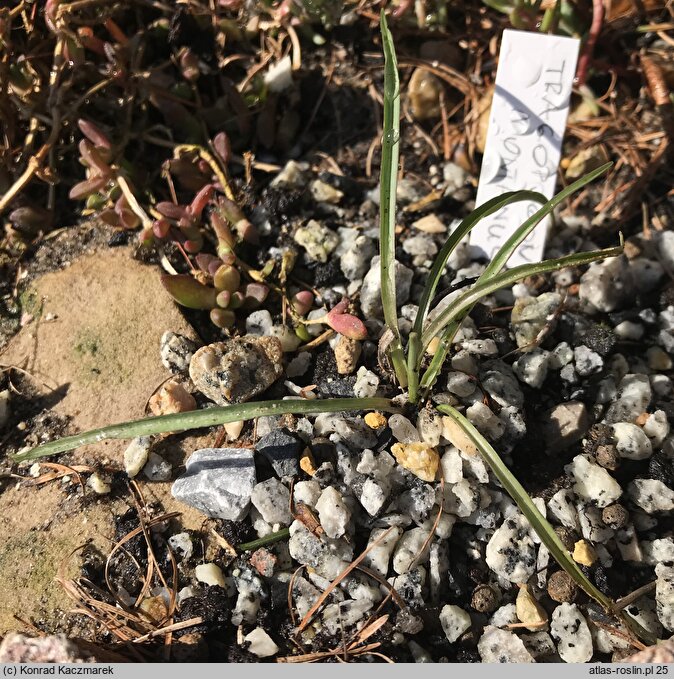 Tragopogon montanus