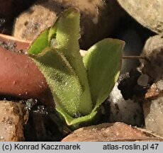 Primula hendersonii (bożykwiat Hendersona)