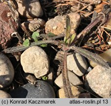 Onosma caucasica ssp. oligotricha