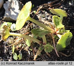 Umbilicus rupestris