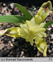 Iris pumila ssp. attica
