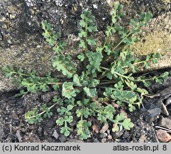 Papaver argemone (mak piaskowy)