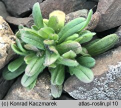 Myosotis stricta (niezapominajka piaskowa)