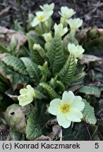 Primula vulgaris (pierwiosnek bezłodygowy)