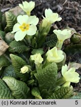 Primula vulgaris (pierwiosnek bezłodygowy)