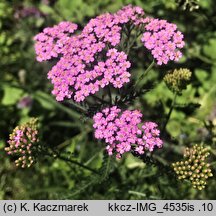 Achillea millefolium s.str. (krwawnik pospolity (s.str.))