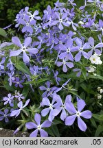 Phlox divaricata (floks kanadyjski)