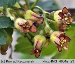 Ribes ×nidigrolaria (porzeczkoagrest)