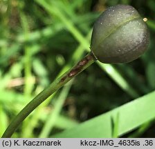 Chionodoxa luciliae (śnieżnik lśniący)