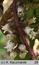 Cuscuta lupuliformis (kanianka wielka)