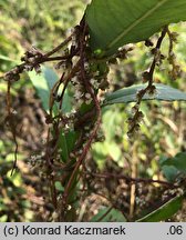 Cuscuta lupuliformis (kanianka wielka)