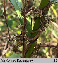 Cuscuta lupuliformis (kanianka wielka)