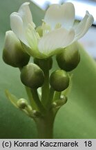 Dionaea muscipula (muchołówka amerykańska)