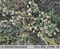 Carlina vulgaris (dziewięćsił pospolity)