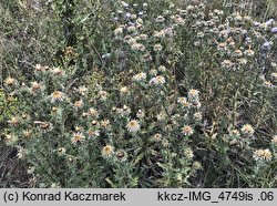 Carlina vulgaris s.str. (dziewięćsił pospolity)