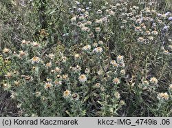 Carlina vulgaris (dziewięćsił pospolity)