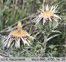 Carlina vulgaris (dziewięćsił pospolity)