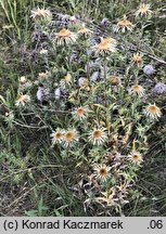 Carlina vulgaris s.str. (dziewięćsił pospolity)