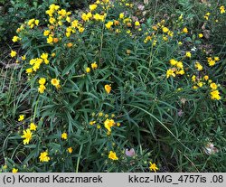 Hieracium umbellatum (jastrzębiec baldaszkowaty)