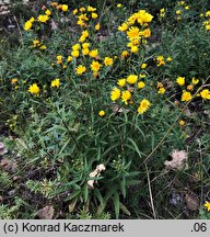 Hieracium umbellatum (jastrzębiec baldaszkowaty)