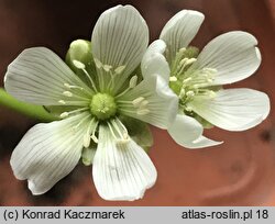 Dionaea muscipula (muchołówka amerykańska)